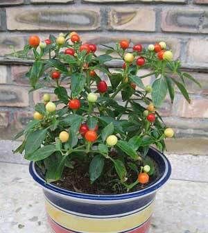  太美|喜欢在家中养护花卉，就养护花期长，花色绚丽的3种花卉，太美了