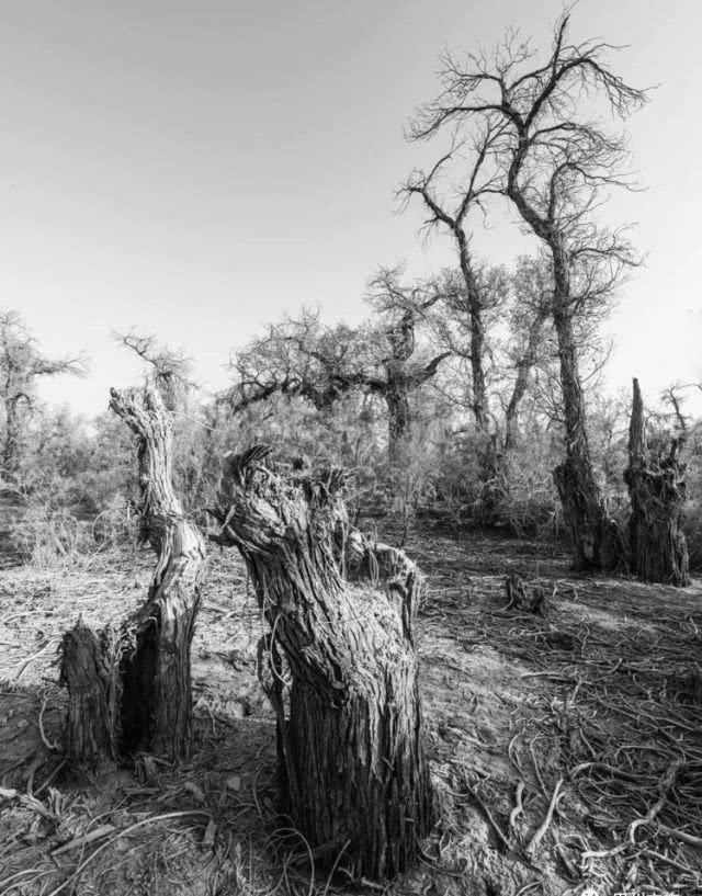 大美新疆，上眼胡杨