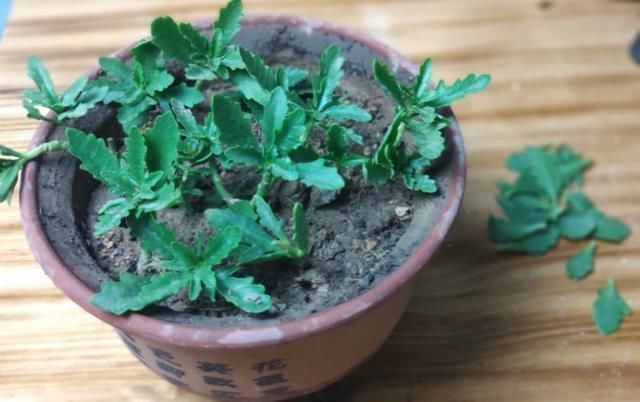 【度夏】想把长寿花养成老桩?做到这“两点”,植株轻松变“老桩”盆景