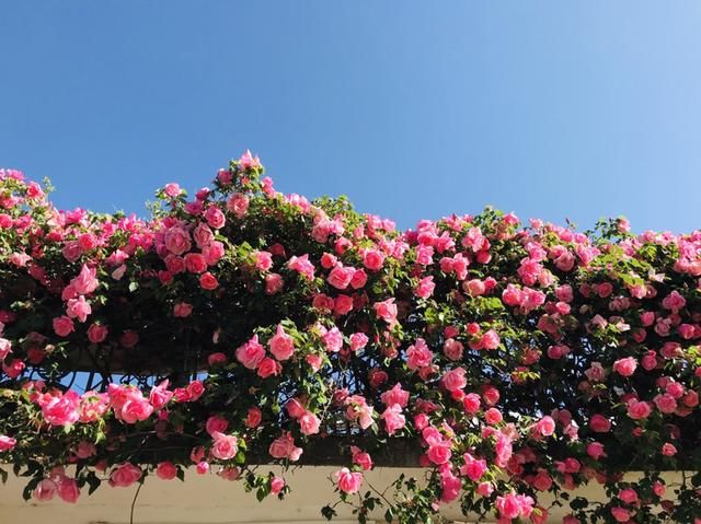  『铜钱草』农村养花，地大根系壮，轻轻松松开满墙