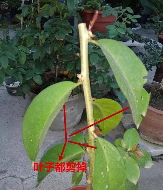  [叶仙]手把手教你，如何用叶仙嫁接蟹爪兰