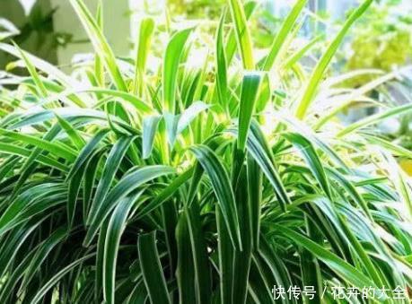 蟹爪兰■新手养花,不如养盆花中精品“吊兰”,净化空气,外形美观