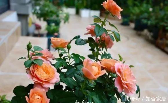  凤仙花|这4种花卉现在种植起来？6月份花开满园、香气逼人