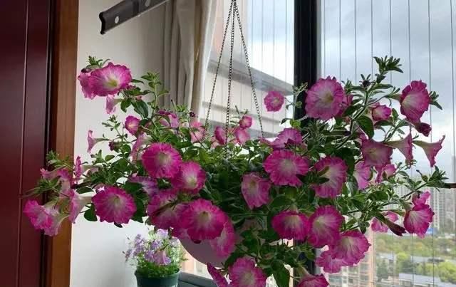  『一大』这几种花占地面积可不小，每次开花满满一大盆，吊着养更合适
