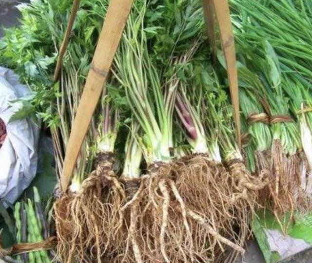  「植物」1种野生的“植物”，被称为“当归”，有发达的根茎，太珍贵！