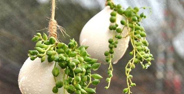  适合■多肉绿之玲介绍，叶片饱满，适合放在办公室