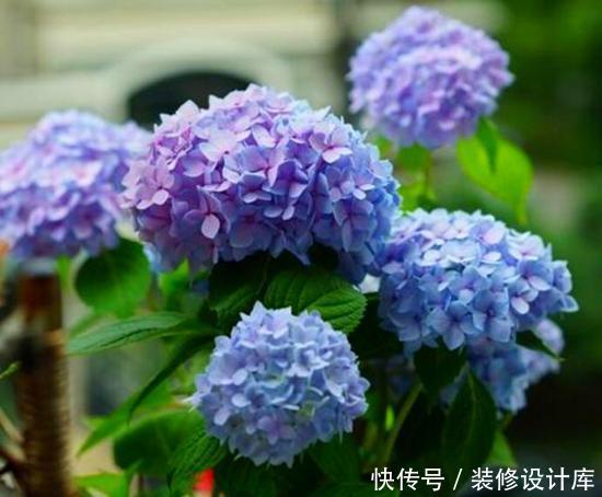 #虎皮#绣球扦插、虎皮兰分株,这两件事开春必做,再磨叽就晚了