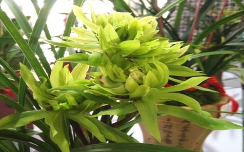春剑兰@兰花大家都知道,在中国兰花的分布都在哪里呢,我就带大家看看