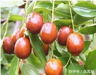  『种树』院子里不要乱种树，这6种树不仅能添福旺宅，还能招财纳福