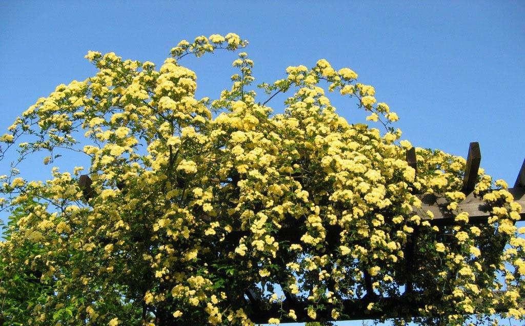 『新手』此花,花期长达两百多天,新手也能种植!分分钟长满院子