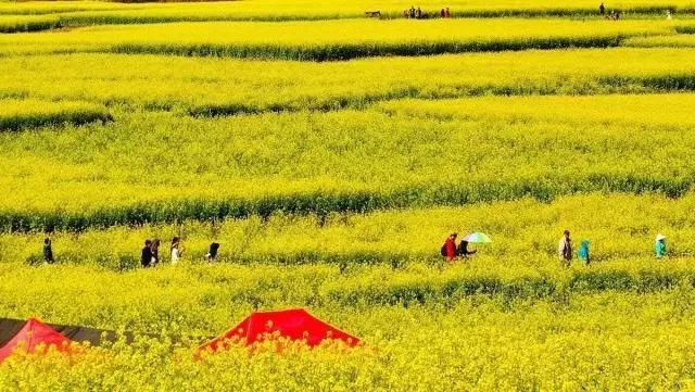 中国最美的油菜花海,油菜花逐渐“染黄”了神州大地