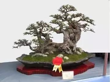 盆景展 ,美美美 !