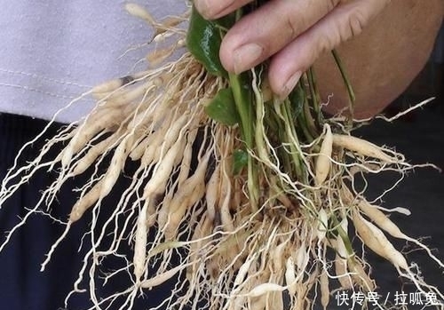 『观赏价值』它在农地里像“杂草”,被称为“沿阶草”,根茎比庄稼值钱,珍贵