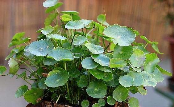  新芽■铜钱草瘦小，不长个？“猛灌”1种肥水，7天见新芽，叶子铜钱大