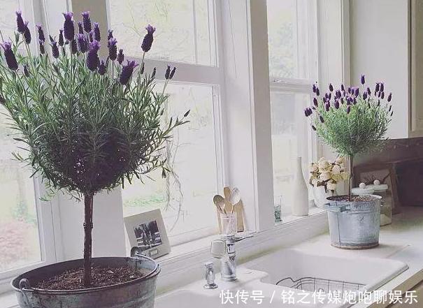 「盆栽技巧」夏季烦恼高温天蚊蝇乱飞?趁早盆栽4种植物,既能观赏又贼实用