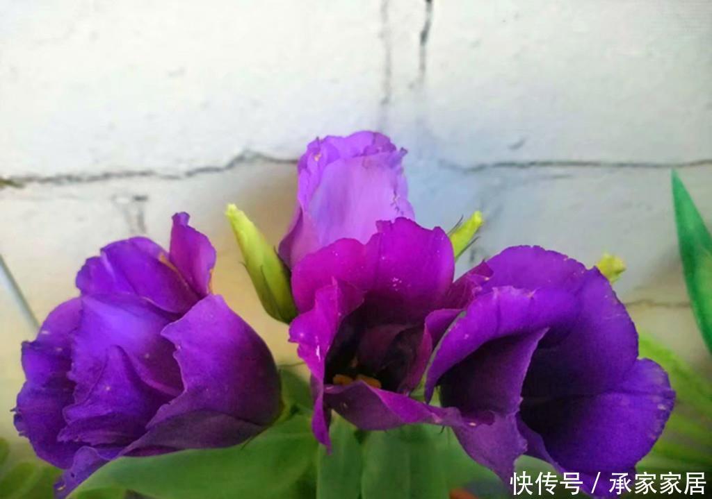  [洋桔梗叶片发软下垂]有人说此花比玫瑰还要美，秋天盆栽叶片总是发软下垂，怎么办