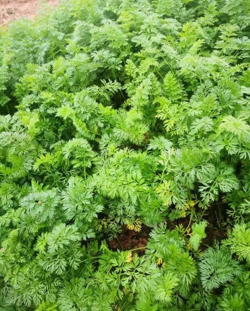  「阳台是露天」少吃“油腻”，多吃“菜”，阳台种一些，“新鲜菜”想吃随手摘