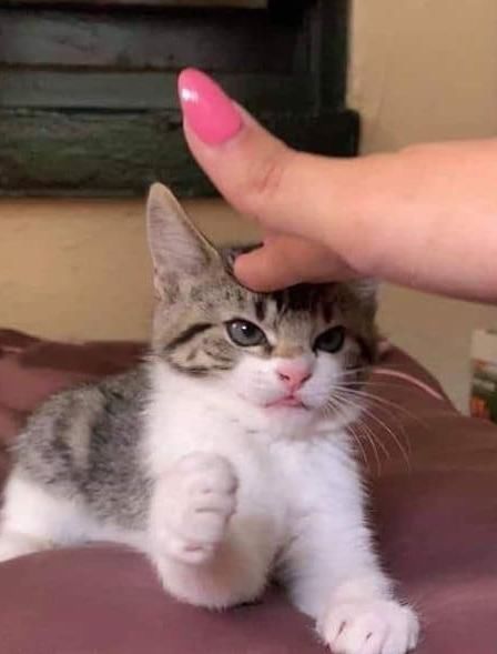  「有趣」超有趣的“变脸猫大赛”，猫看后自己都笑了……