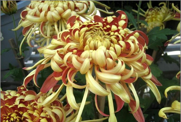 『美艳』喜欢养护美艳的花卉,就养3种花,花色绚丽,养护容易,姹紫嫣红