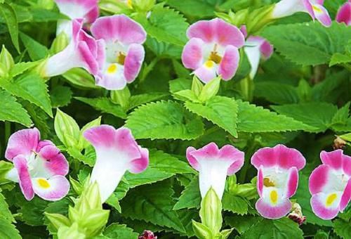  【层层】此种藤本植物，好养易打理，花期超长，层层交叠，美如花海
