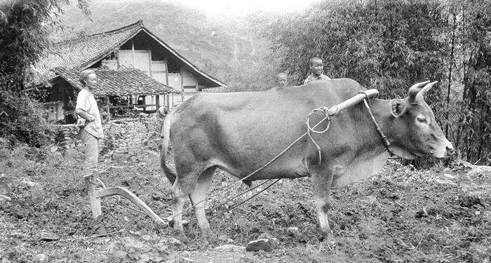 1917年一个美国人眼里的四川