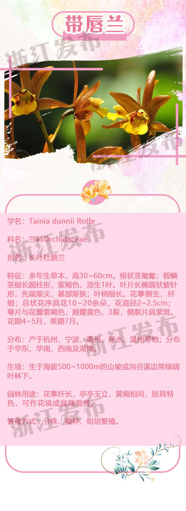  一家人：这些姿态各异的野花原来是“一家人”
