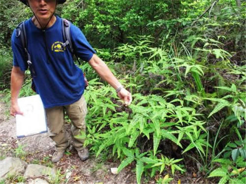 以前农村用它生火和种蒜，如今却成难除“杂草”，珍贵价值被忽略