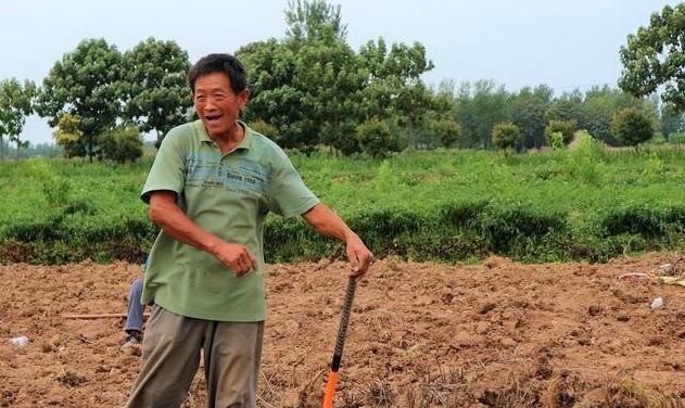  「白芍」农民种植“懒人农作物”，3亩赔本600元，为什么坚持要