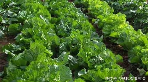  「受益」秋季白菜提高产量，单株可达五六斤，农民早看早受益