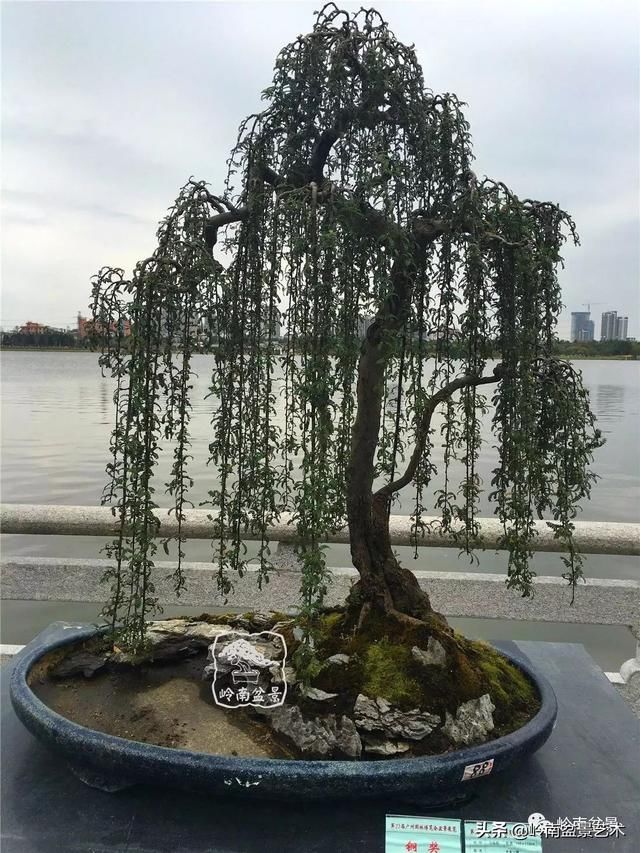 广州园艺博览会岭南盆景作品回顾