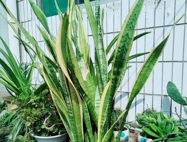  「旺盛」虎皮兰怎么养才能越养越旺盛？各季节养护细节，一文看懂