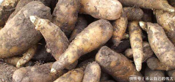农村地里的一种宝贝，价格高达600元一斤，已经非常稀少了