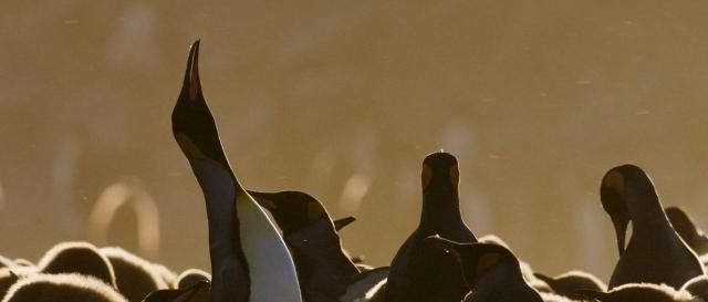 BBC摄影师在南极哭了，从《七个世界，一个星球》反思全球变暖