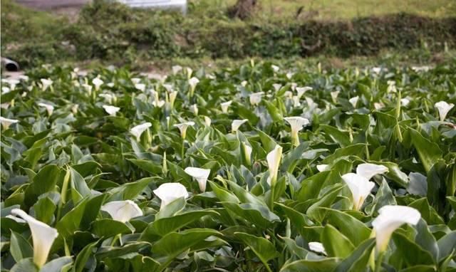  『种植』长得像芋头，但是有毒，当观赏植物种植很好看，可别误食