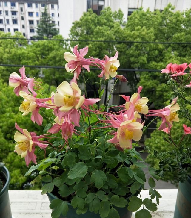  『种植』此种观赏植物很耐寒，东北也能种，花色美丽、花期长，种植很容易