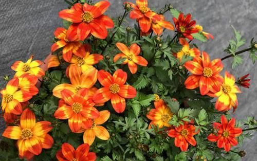  喜欢■喜欢菊花，不如养盆“假菊花”鬼针草，小巧可爱，赏心悦目！?