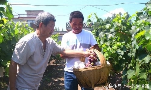  #亩葡萄#城里生意难做，农村人回老家种葡萄，当初信心满满，如