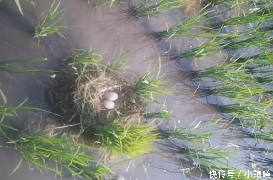 稻田发现一窝“野鸭蛋”，农民调侃：这么粗心的鸭子还是第一次见