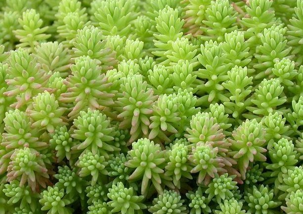  『植物』此5种花超好养，有水就能爆盆，最适合新手养，花开又多又香，美