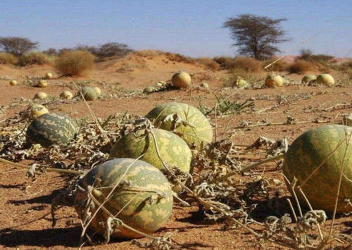 长在沙漠中的西瓜，为何没人食用？了解原因后打死也不吃