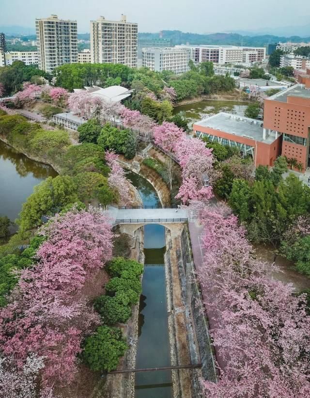  「究竟」云看花，中国美丽高等院校究竟看哪儿？