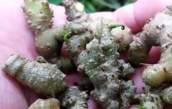 老农在屋后采一种植物叫做藤三七，种植了十多年，你有见过没