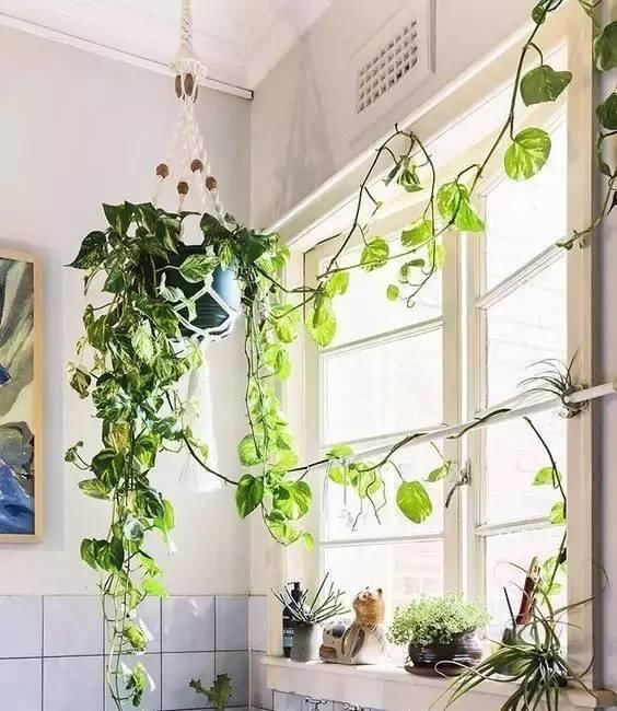 【实用】养花高手教你“植物组合”,3组室内摆放,美观又省地方,特实用