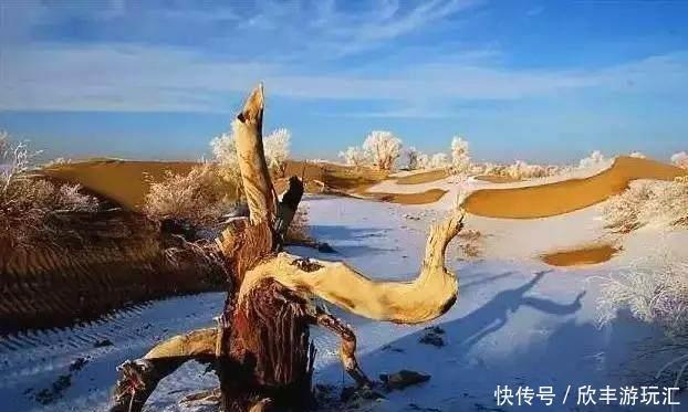 额济纳旗下雪了！雪后的白色胡杨林，惊艳了所有人！