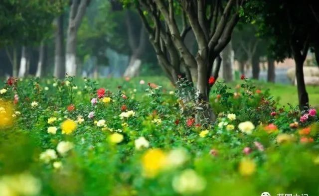 本周日苏州又有三家景区恢复开园【2020热门旅游景点】