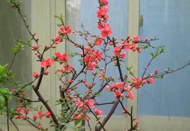  「家里」花草盆栽长得弱，记住6个字，花多叶繁茂，只要3个月，就长爆盆了
