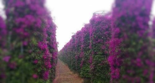  三角梅：养护的三角梅盆栽开花以后一直掉花是怎么回事？