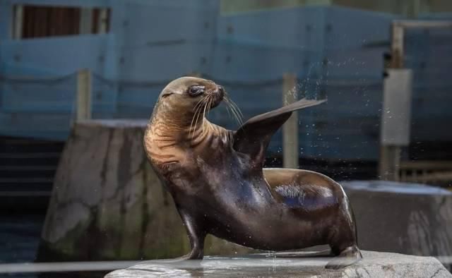  『讨人喜欢』留意，讨人喜欢“豹”击！