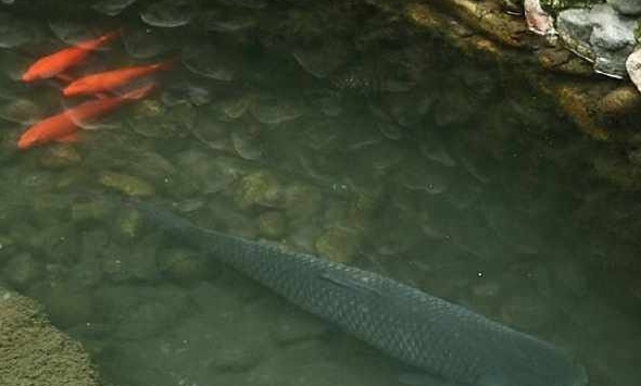 农民养草鱼，却不用鱼塘，80块1斤还供不应求！