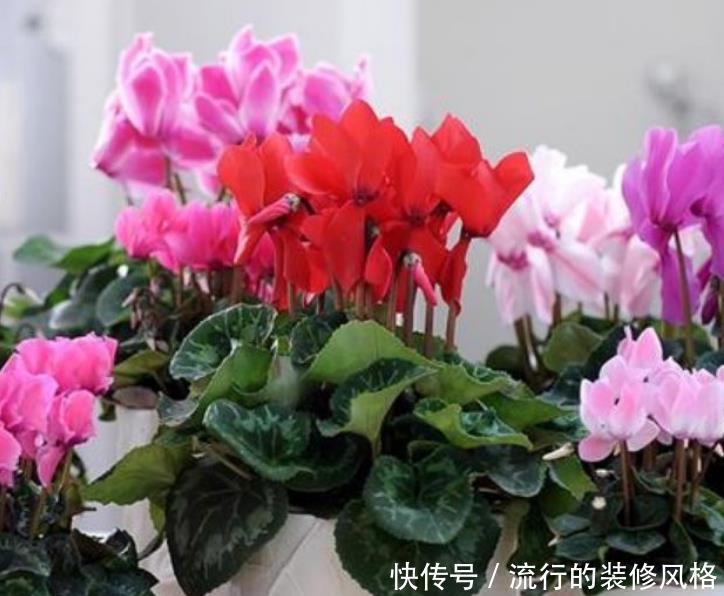  『花卉』3种“垃圾”垫盆底，一年四季叶片油绿，花朵多，省心好养！